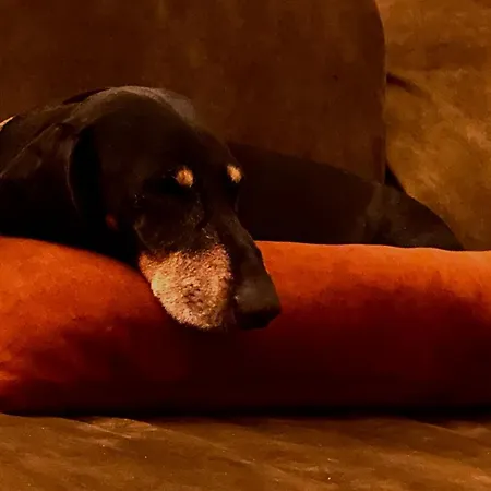 Nogueira De - Amaral's * Azeitão