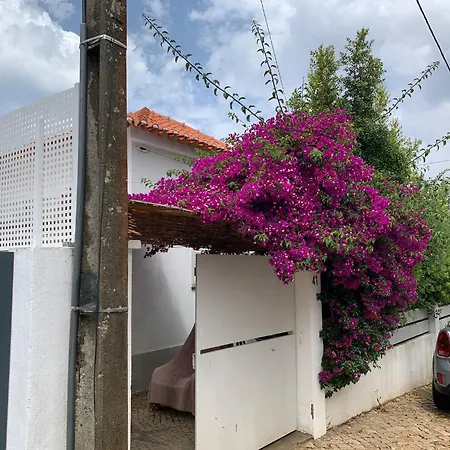 Nogueira De - Amaral's